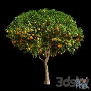 Orange Tree 12