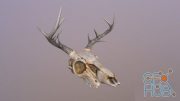 Deer Skull PBR
