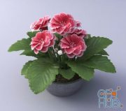 Gloxinia flower