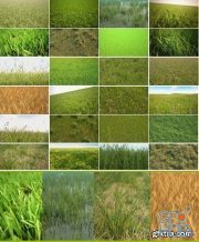 Grass, Field Plants