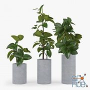 Ficus Elastica in a pot