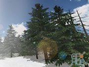 Unity Asset – Detailed Pine Trees
