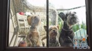 MotionArray – Dogs Waiting At The Window 992890