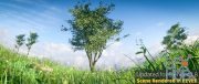 Blender Market – Realistic Tree Asset Pack – 2.8 + eevee update