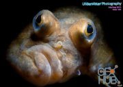 Underwater Photography – July-August 2019 (PDF)