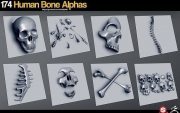 Gumroad – 174 Human Bone Alphas