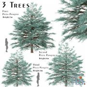 Set of Picea Pungens Trees (Blue spruce) (3 Trees)