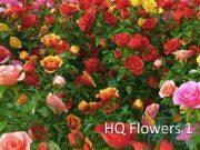 vrayc4d – HD Flowers vol.1 for Cinema 4D