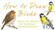 Skillshare - How To Draw Birds - Basic Techniques For Drawing & Painting Birds