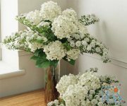Two bouquets with hydrangea