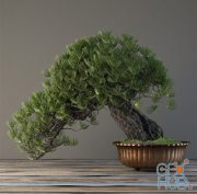 Bonsai in a copper pot