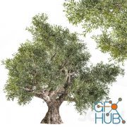 olive tree 02