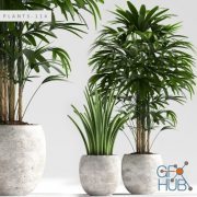 Plant set with rhapis palm