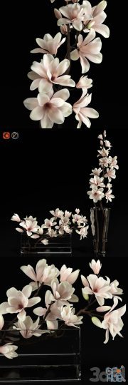 Two vases with magnolia flowers
