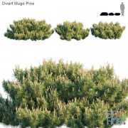 Dwarf Mugo Pine Creeping pine (max, fbx)