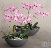 Orchid pink