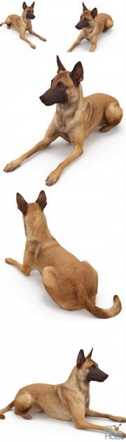 Malinois lying dog (Scanned model)