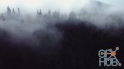 MotionArray – Mistical Foggy Forest Aerial 992923