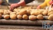 MotionArray – Workers Sorting Potatoes 994629