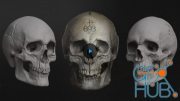 The Gnomon Workshop – Sculpting the Human Skull