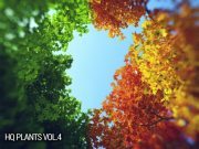 vrayc4d – HQ Plants vol.4 for Cinema 4D