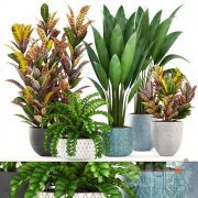 Collection of plants Hi-Poly