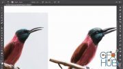 Skillshare – Learn to Draw and Paint in Photoshop
