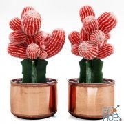 Red Cactus in a pot