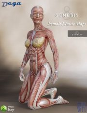 genesis 3 female genitalia