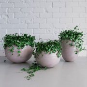 Ceramic pots with ivy