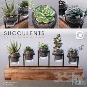 Succulents Plants Set