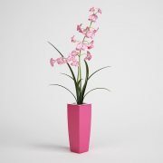 Orchid in pink pot