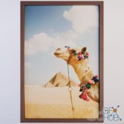 Camel In The Desert By Grant Faint