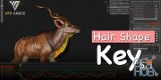 Blender Market – Hairshapekey v5.1 and v5.2