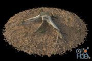 Forest Stump 01 3D-scan