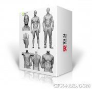 3D Scan Store – Male Anatomy Bundle