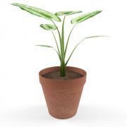 Plant kalla in clay pot