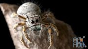 The Gnomon Workshop – Modeling and Rendering a Realistic Jumping Spider
