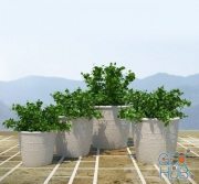 Bushes in a pots