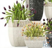 A collection of tulips in flowerpots
