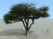 Pixelfront – Model An African Acacia Tree in SpeedTree