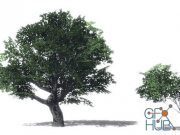 Unity Asset – Maple Trees Package