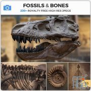 PHOTOBASH – Fossils And Bones