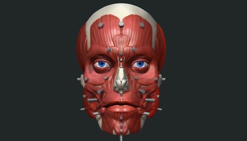 Uartsy – Anatomy of the Face
