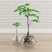 Vases with seedlings