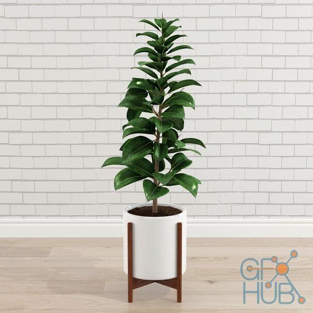 Ficus Elastica on a wooden stand