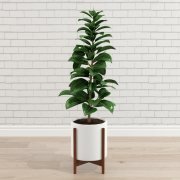 Ficus Elastica on a wooden stand