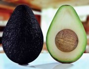 Fruit of avocado