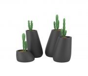 Flowerpots with epiphyllums