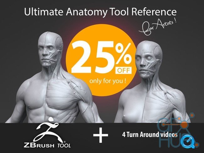 Gumroad – Ultimate Anatomy Tool Reference For Artists